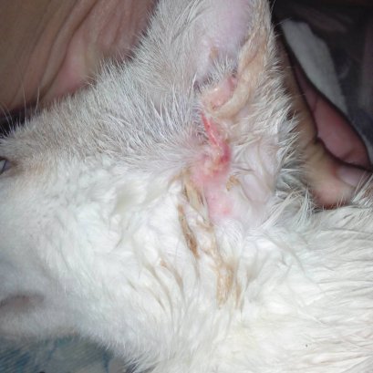 ปัญหาแมวคันหู เรื่องเล็กๆที่ไม่ควรมองข้าม 